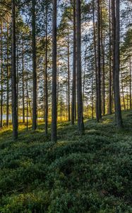 Preview wallpaper trees, forest, grass, sky, pond