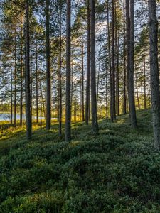 Preview wallpaper trees, forest, grass, sky, pond