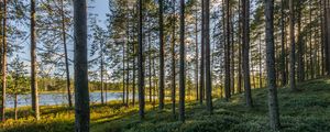 Preview wallpaper trees, forest, grass, sky, pond