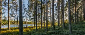 Preview wallpaper trees, forest, grass, sky, pond