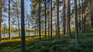 Preview wallpaper trees, forest, grass, sky, pond