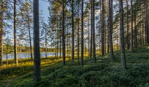 Preview wallpaper trees, forest, grass, sky, pond