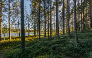 Preview wallpaper trees, forest, grass, sky, pond