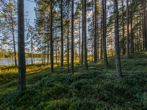 Preview wallpaper trees, forest, grass, sky, pond