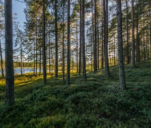 Preview wallpaper trees, forest, grass, sky, pond