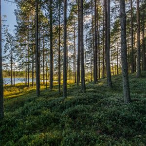 Preview wallpaper trees, forest, grass, sky, pond