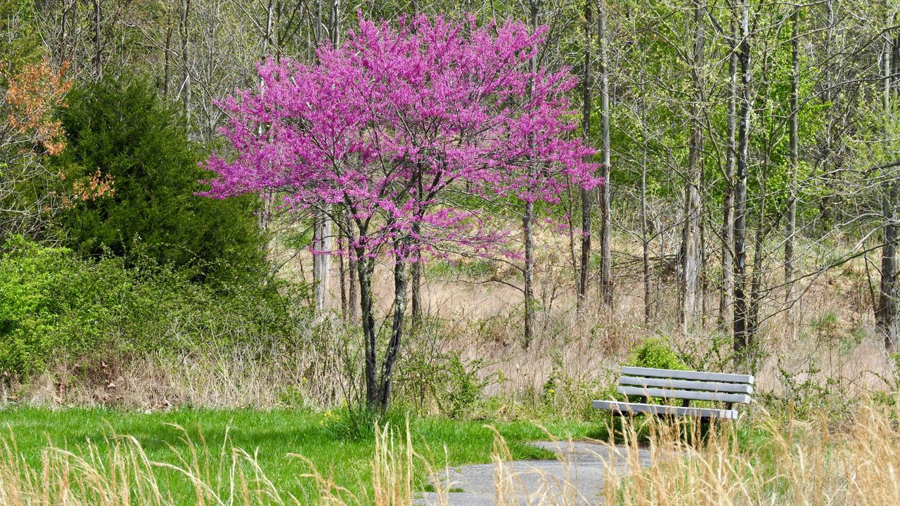 Wallpaper trees, forest, grass, nature