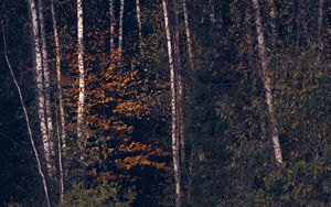 Preview wallpaper trees, forest, grass, nature, dark