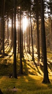 Preview wallpaper trees, forest, grass, sunlight, shadows, nature