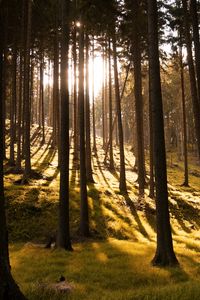 Preview wallpaper trees, forest, grass, sunlight, shadows, nature