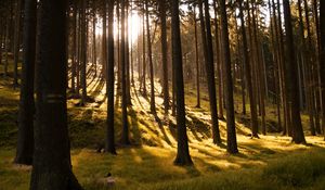 Preview wallpaper trees, forest, grass, sunlight, shadows, nature