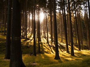 Preview wallpaper trees, forest, grass, sunlight, shadows, nature