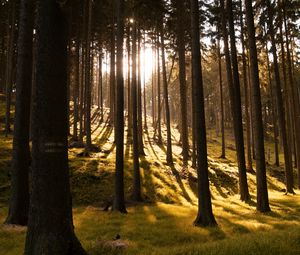 Preview wallpaper trees, forest, grass, sunlight, shadows, nature