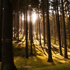 Preview wallpaper trees, forest, grass, sunlight, shadows, nature