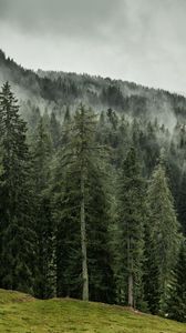 Preview wallpaper trees, forest, grass, slope