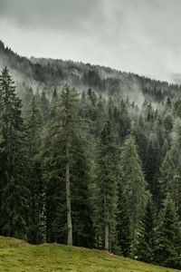 Preview wallpaper trees, forest, grass, slope