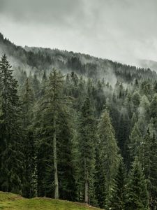 Preview wallpaper trees, forest, grass, slope