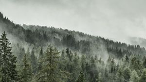 Preview wallpaper trees, forest, grass, slope