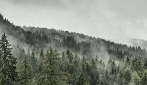 Preview wallpaper trees, forest, grass, slope