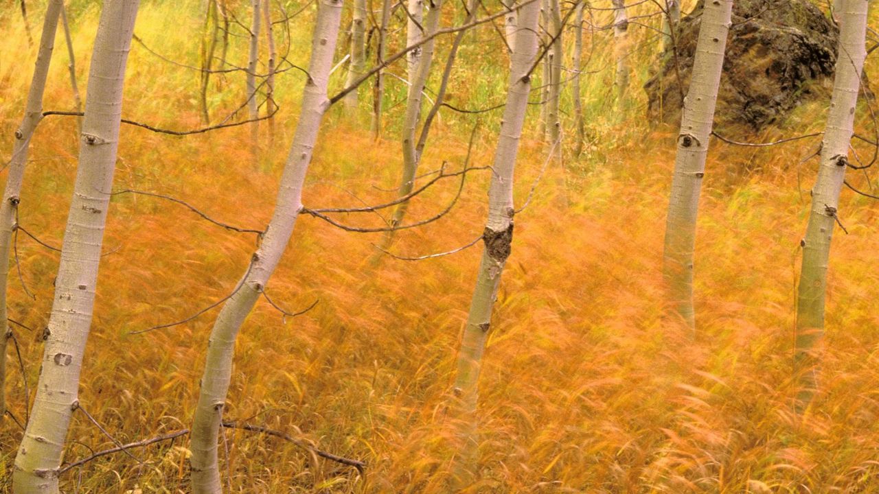 Wallpaper trees, forest, grass, autumn