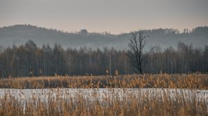 Preview wallpaper trees, forest, grass, nature, landscape