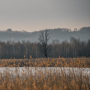 Preview wallpaper trees, forest, grass, nature, landscape