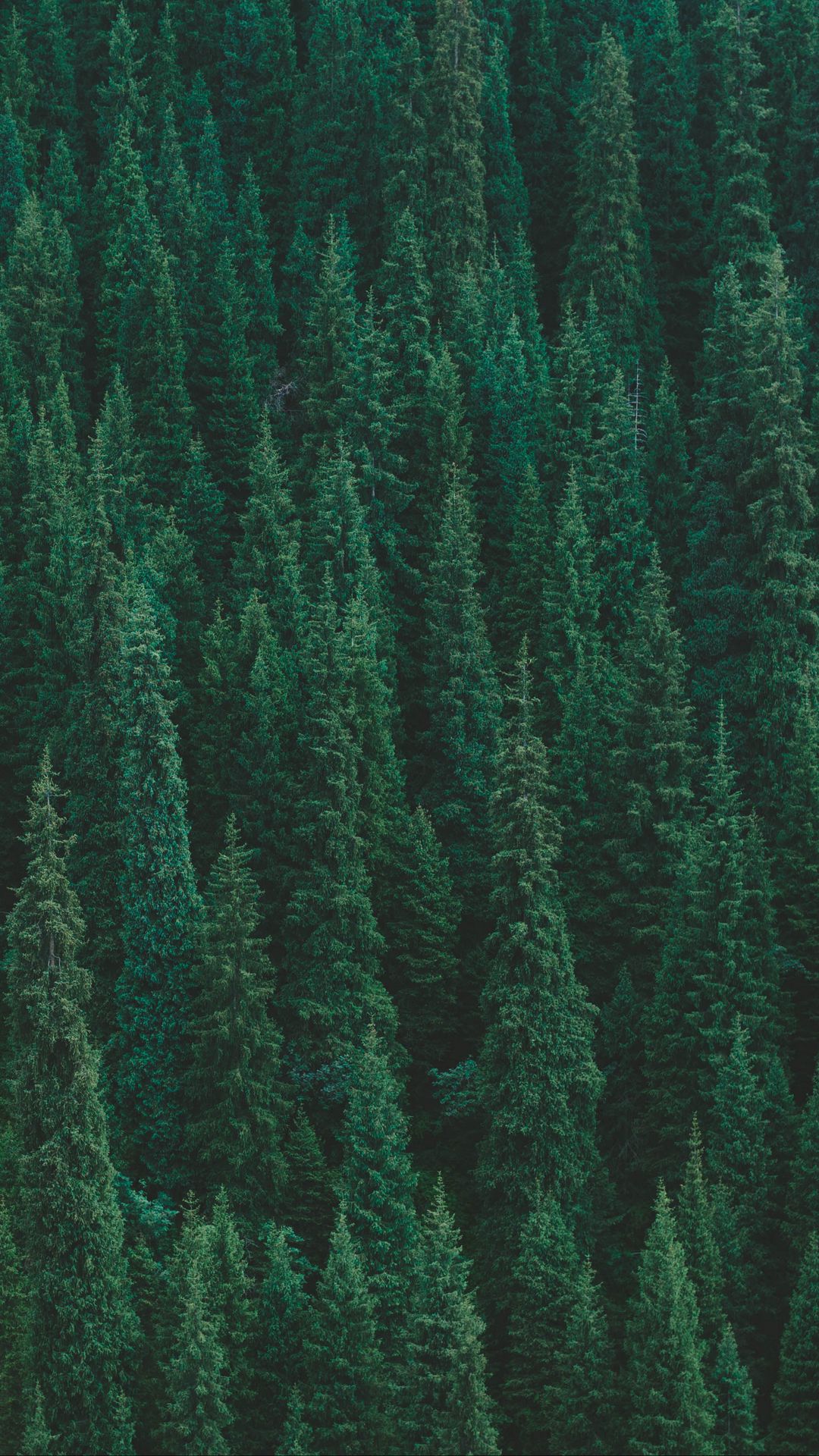Green Gradient Forest Mobile Phone Background Wallpaper Image For Free  Download  Pngtree