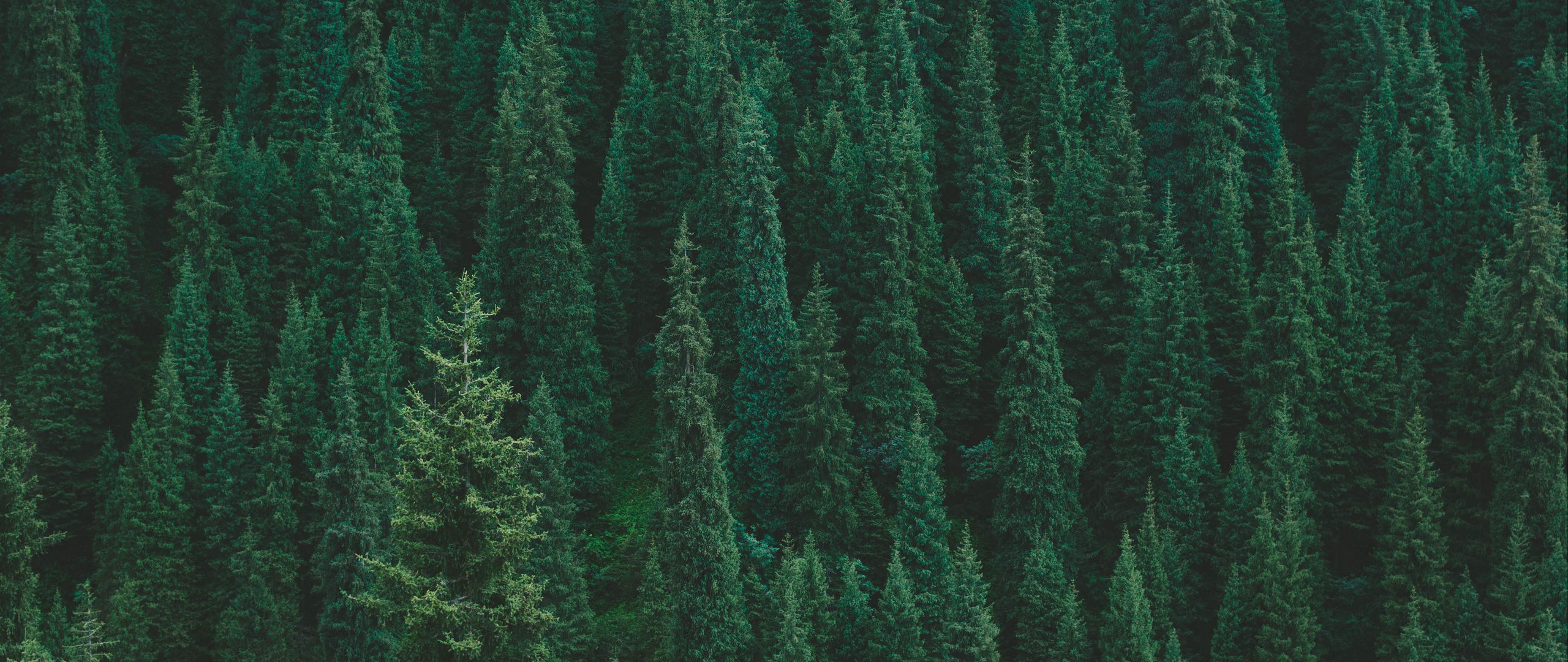 Cây rừng xanh mang đến cho bạn cảm giác bình yên và sự thân thiện. Hãy thưởng thức những hình ảnh tuyệt đẹp của cây rừng xanh và cảm nhận sự yên bình đó.