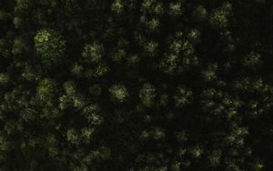 Preview wallpaper trees, forest, green, aerial view, nature