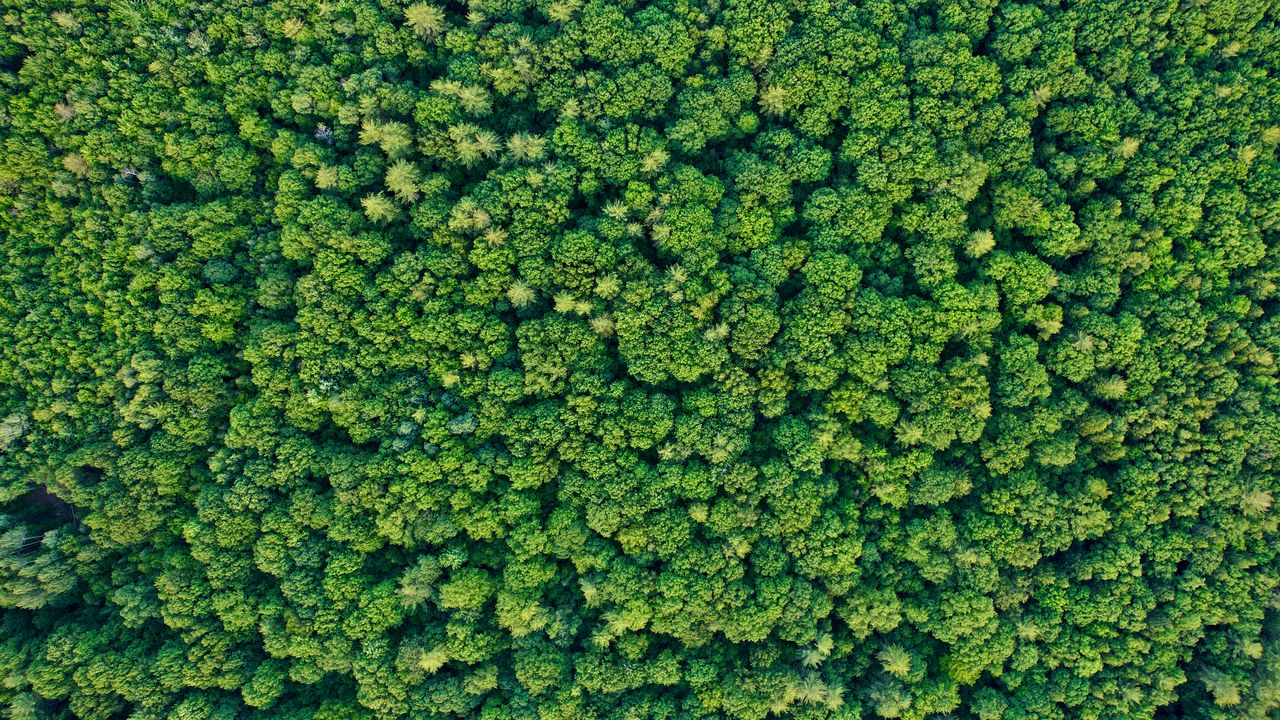 Wallpaper trees, forest, green, nature, aerial view