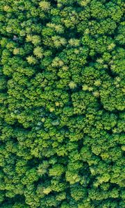 Preview wallpaper trees, forest, green, nature, aerial view