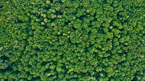 Preview wallpaper trees, forest, green, nature, aerial view