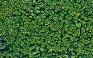 Preview wallpaper trees, forest, green, nature, aerial view