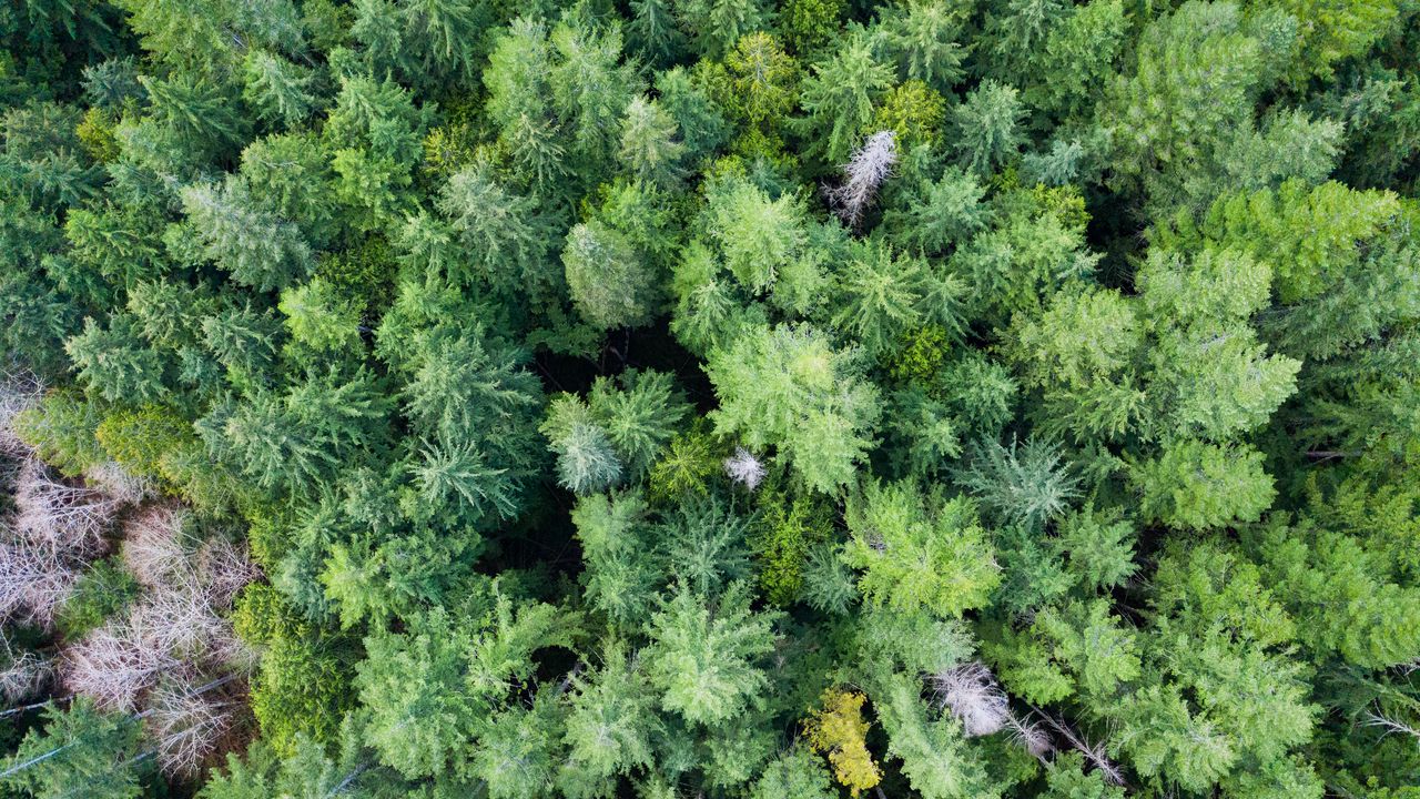 Wallpaper trees, forest, green, nature, aerial view, landscape
