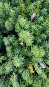 Preview wallpaper trees, forest, green, nature, aerial view, landscape