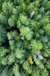 Preview wallpaper trees, forest, green, nature, aerial view, landscape