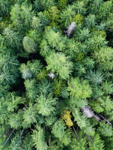 Preview wallpaper trees, forest, green, nature, aerial view, landscape