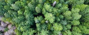 Preview wallpaper trees, forest, green, nature, aerial view, landscape