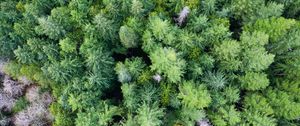 Preview wallpaper trees, forest, green, nature, aerial view, landscape