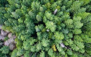 Preview wallpaper trees, forest, green, nature, aerial view, landscape