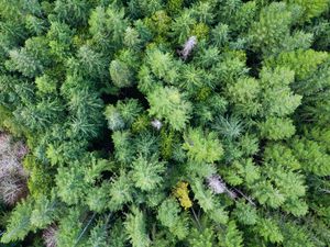 Preview wallpaper trees, forest, green, nature, aerial view, landscape