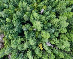 Preview wallpaper trees, forest, green, nature, aerial view, landscape