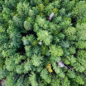 Preview wallpaper trees, forest, green, nature, aerial view, landscape