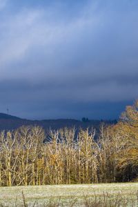 Preview wallpaper trees, forest, hills, mountains, landscape, clouds, sky, nature