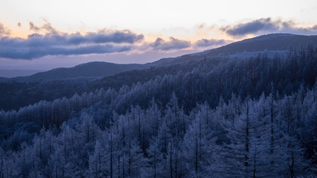 Wallpaper trees, forest, hills, mountains, nature