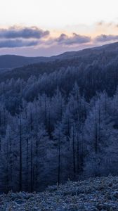 Preview wallpaper trees, forest, hills, mountains, nature