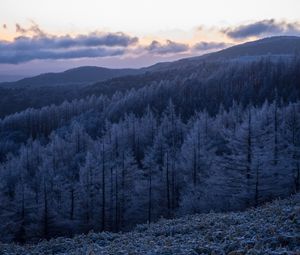 Preview wallpaper trees, forest, hills, mountains, nature