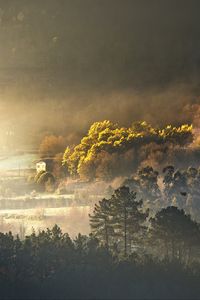 Preview wallpaper trees, forest, house, fog