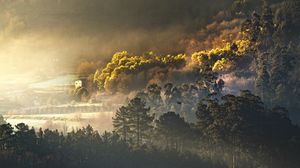 Preview wallpaper trees, forest, house, fog