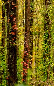 Preview wallpaper trees, forest, ivy, autumn